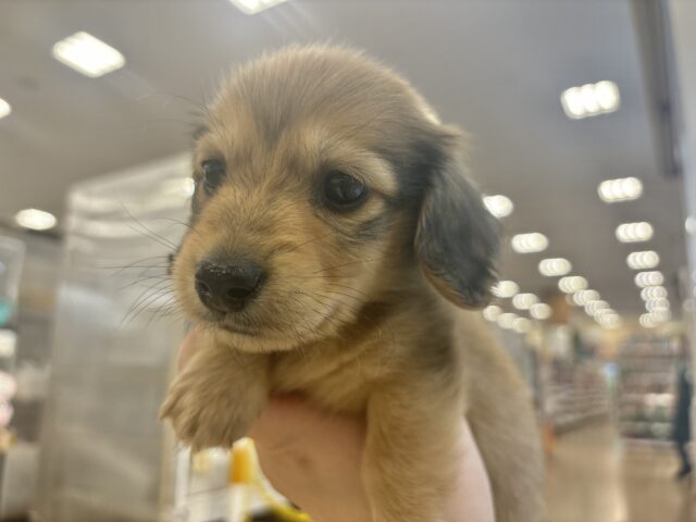 ミニチュアダックス