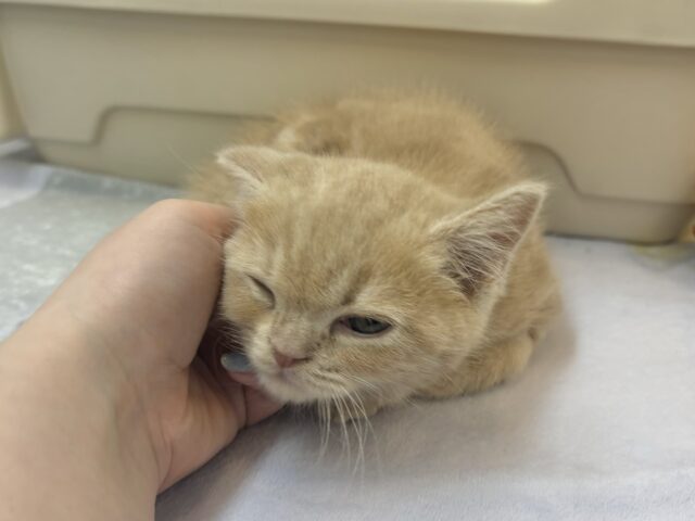 アメリカンショートヘア