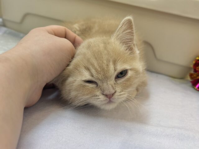 アメリカンショートヘア