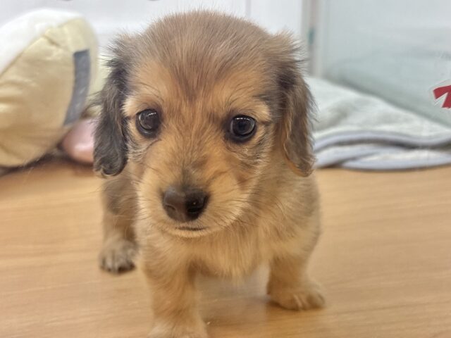 ミニチュアダックス