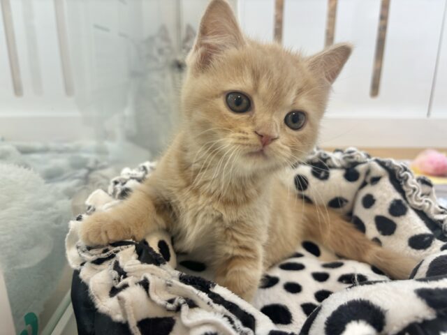 アメリカンショートヘア