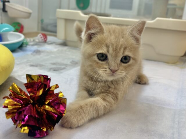 アメリカンショートヘア