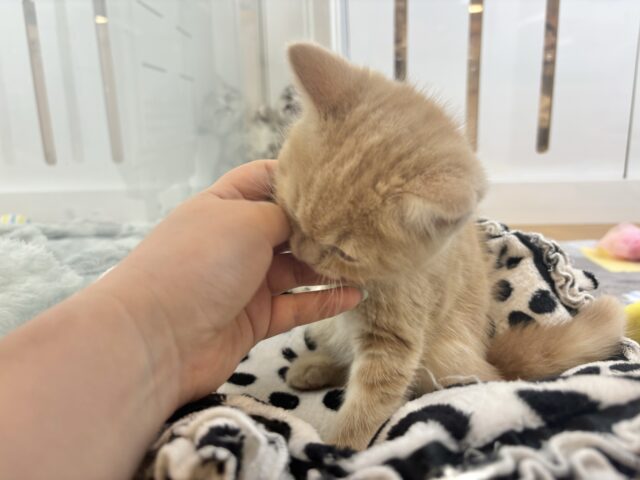 アメリカンショートヘア