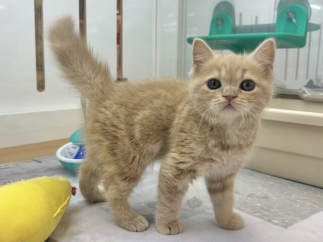 アメリカンショートヘア