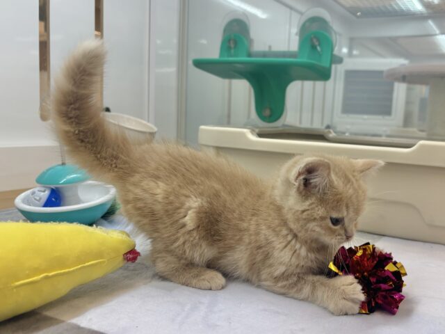 アメリカンショートヘア