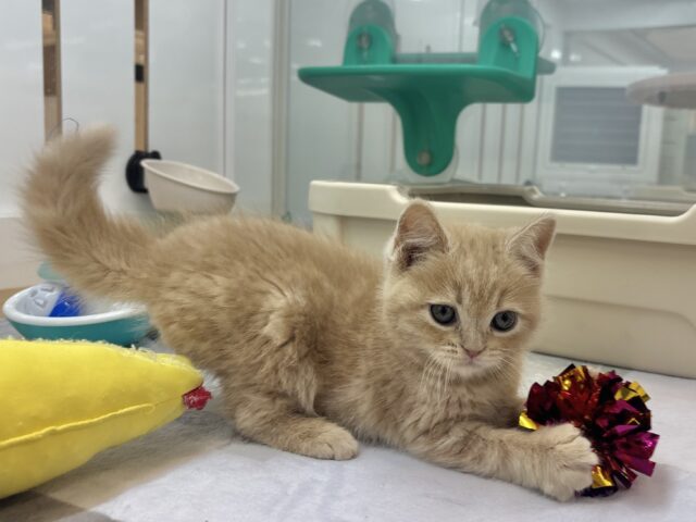 アメリカンショートヘア