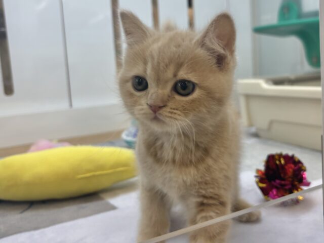 アメリカンショートヘア