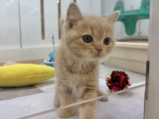 アメリカンショートヘア