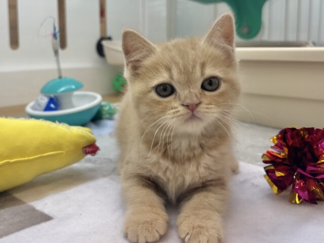 アメリカンショートヘア