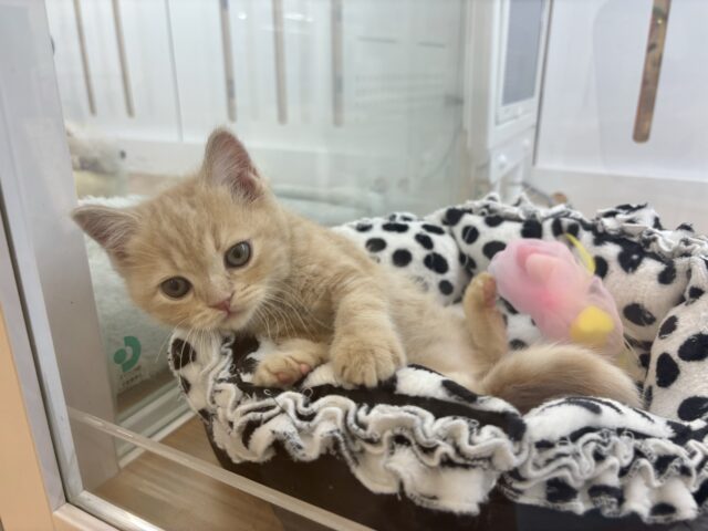 アメリカンショートヘア