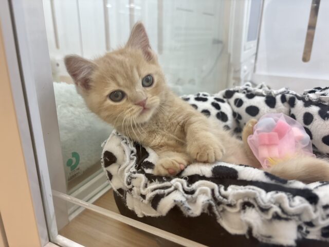 アメリカンショートヘア