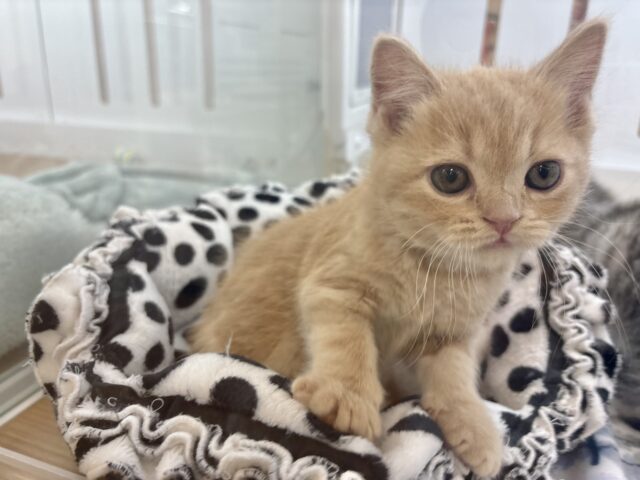 アメリカンショートヘア