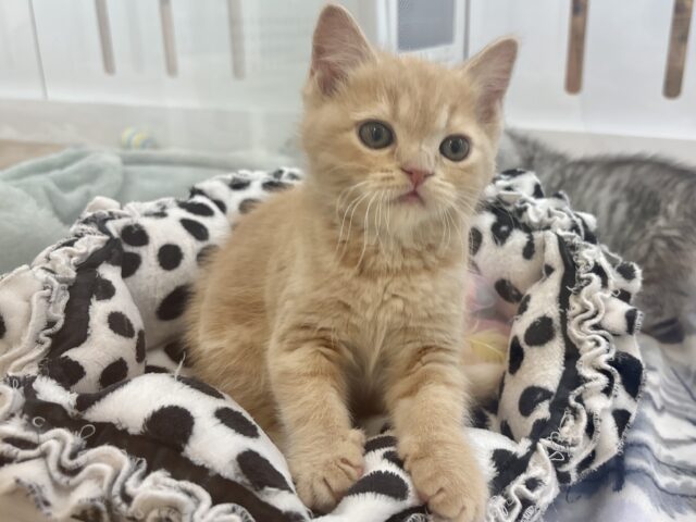 アメリカンショートヘア