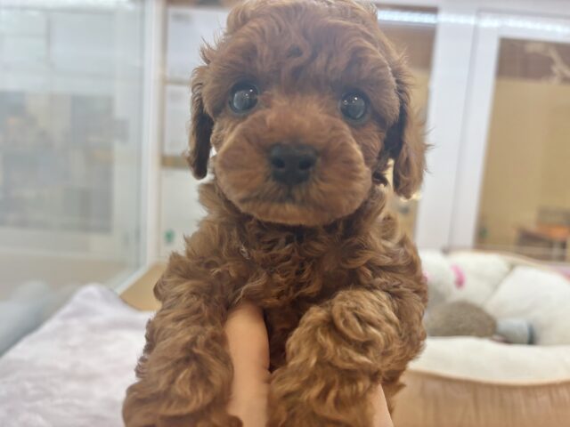 トイプードル