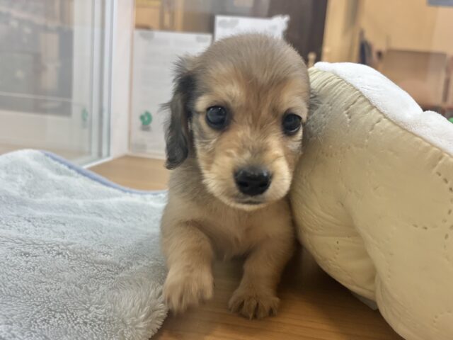 ミニチュアダックス