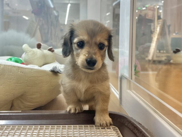 ミニチュアダックス