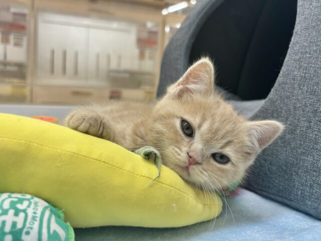 アメリカンショートヘア