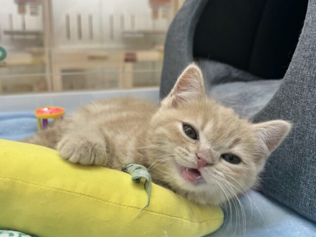 アメリカンショートヘア