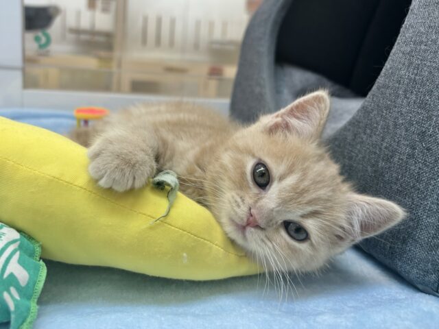 アメリカンショートヘア