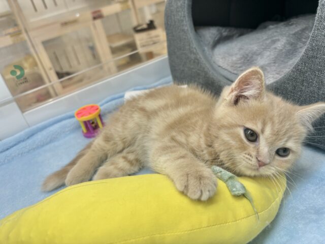 アメリカンショートヘア