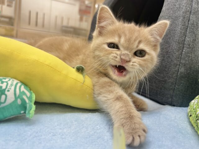 アメリカンショートヘア