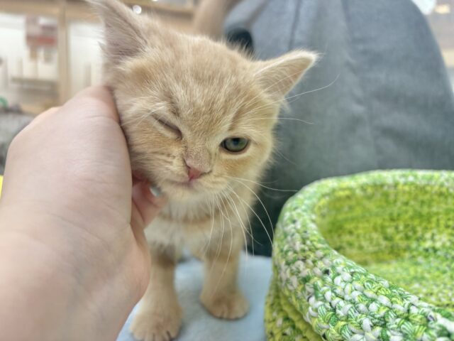 アメリカンショートヘア