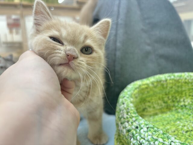 アメリカンショートヘア