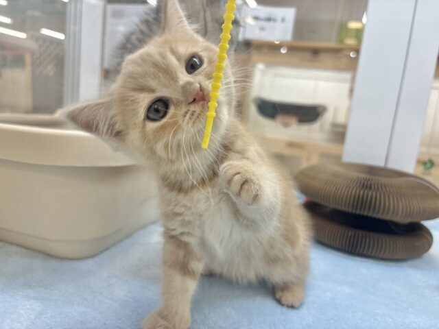 アメリカンショートヘア