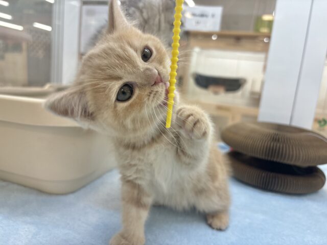 アメリカンショートヘア