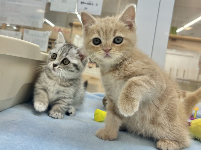 アメリカンショートヘア