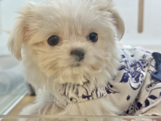 チワマル（マルチワ）