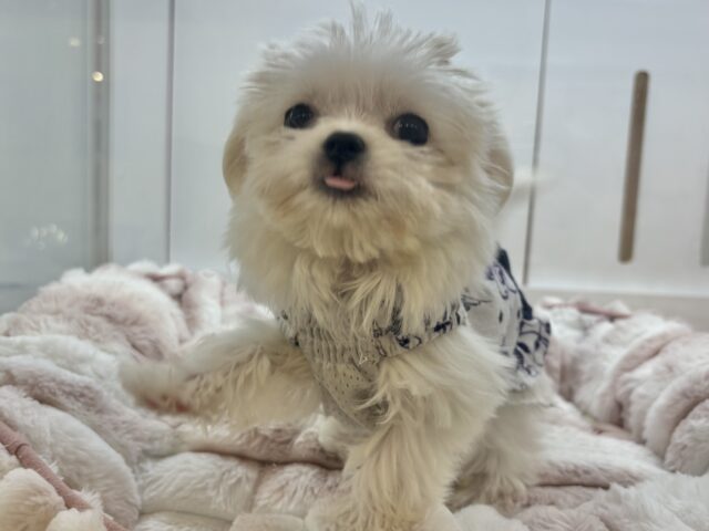 チワマル（マルチワ）