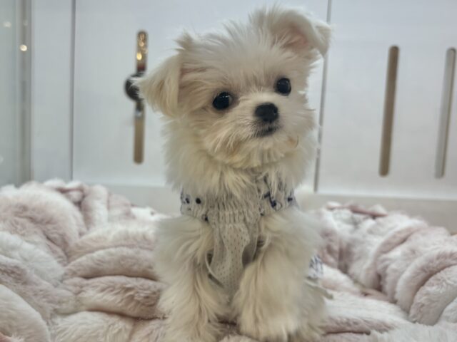 チワマル（マルチワ）