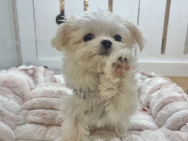 チワマル（マルチワ）