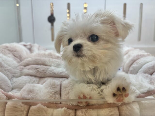 チワマル（マルチワ）