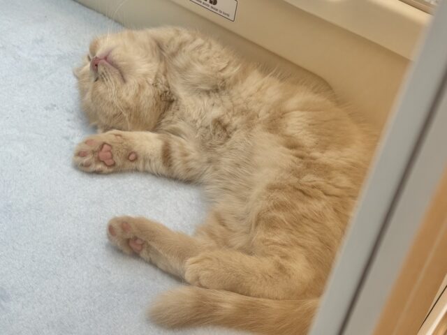 アメリカンショートヘア