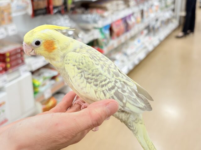 オカメインコ