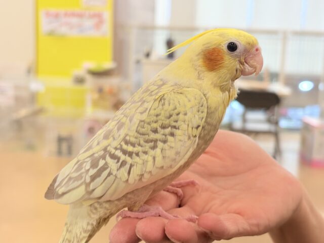 オカメインコ