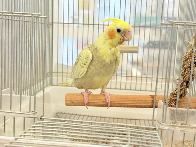 オカメインコ