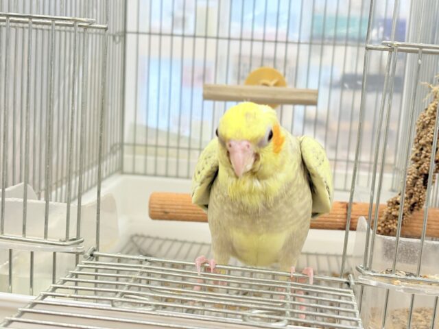 オカメインコ