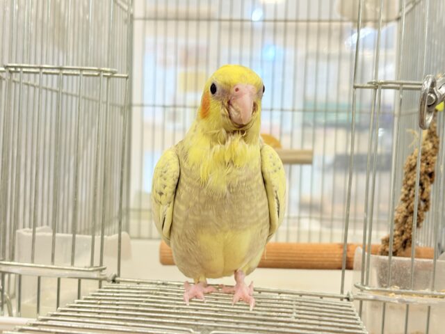 オカメインコ