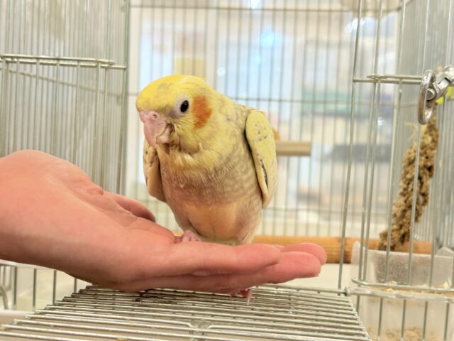 オカメインコ