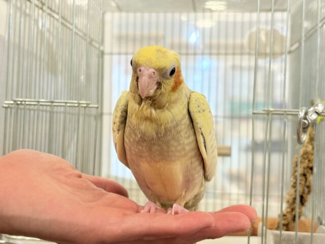 オカメインコ