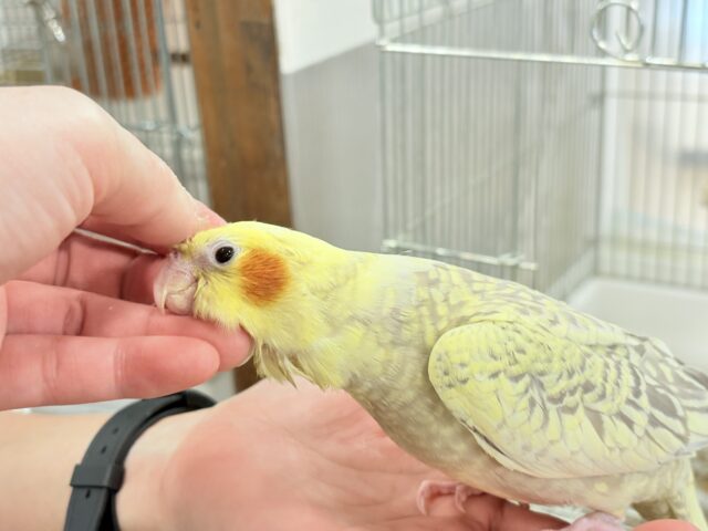 オカメインコ