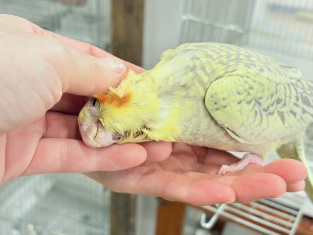 オカメインコ