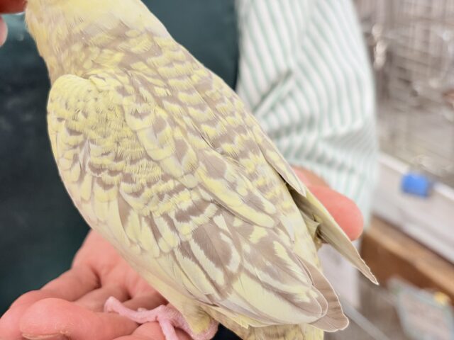 オカメインコ