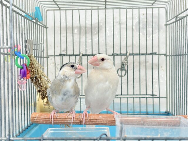 シルバーイノ文鳥