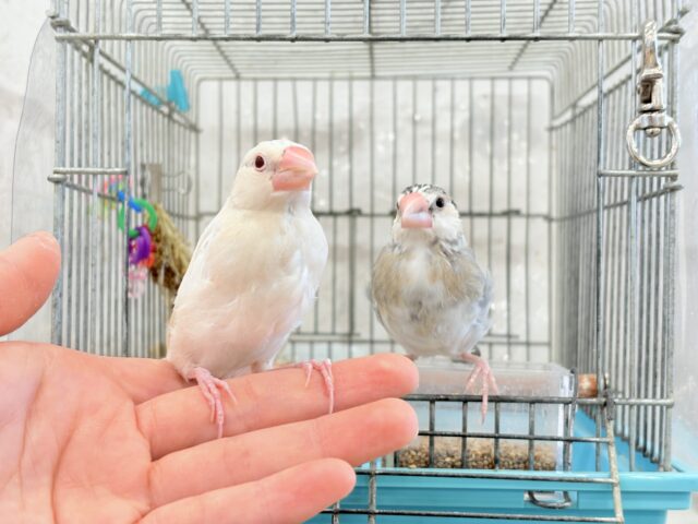 シルバーイノ文鳥