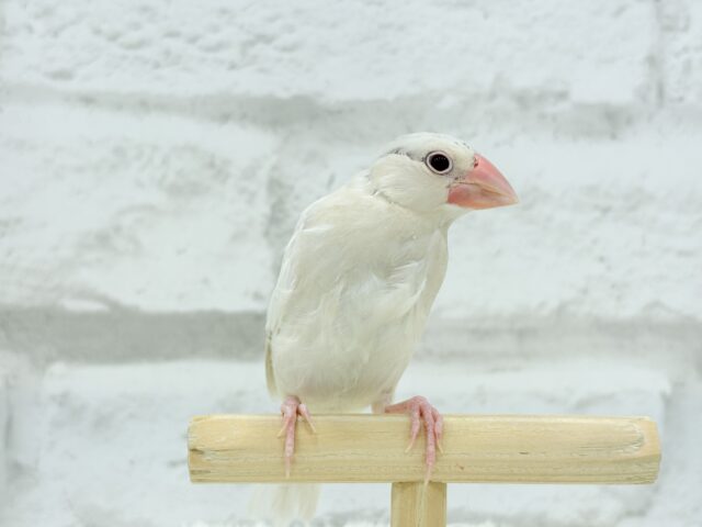 シルバーイノ文鳥