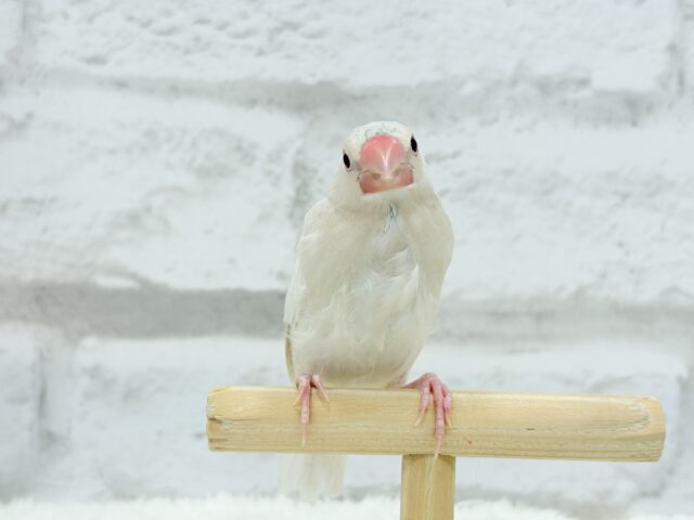 シルバーイノ文鳥